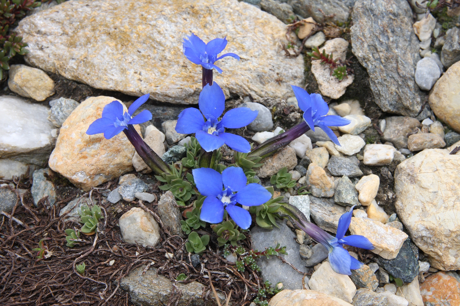 Gentiane de Schleicher (Gentiana terglouensis subsp. schleicheri)La plupart des feuilles sont rassemblées en rayons au niveau du sol et autour de la hampe florale qui s’élève vers le haut, formant une rosette basale.  &nbsp;